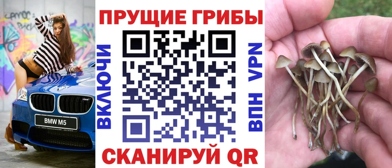 Галлюциногенные грибы Cubensis Зея